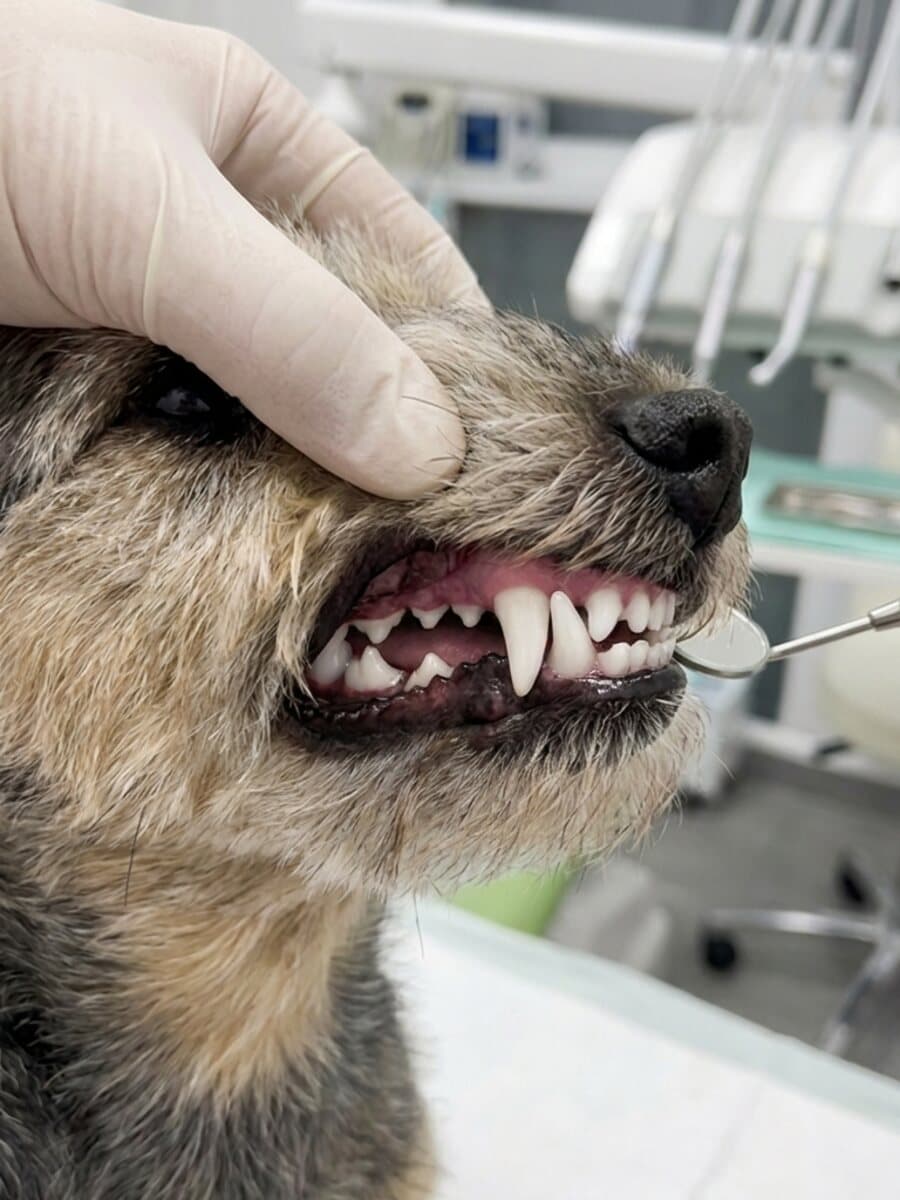 After cleaning: A wire-haired terrier's canines, brown tartar removed and the gum line calmed