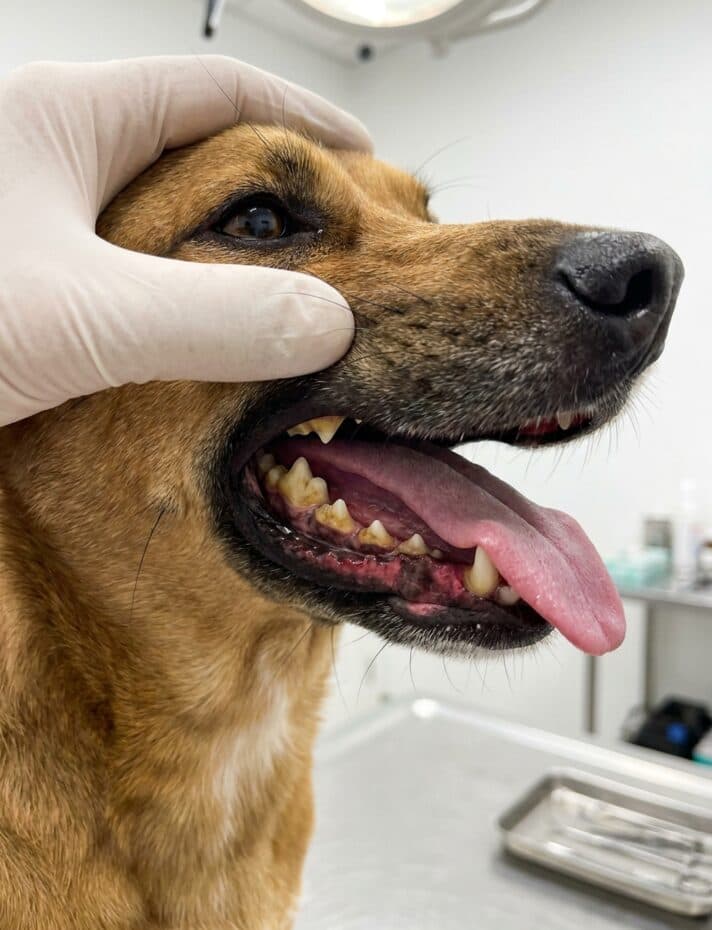 Before cleaning: A dog's teeth transformed by ultrasonic cleaning